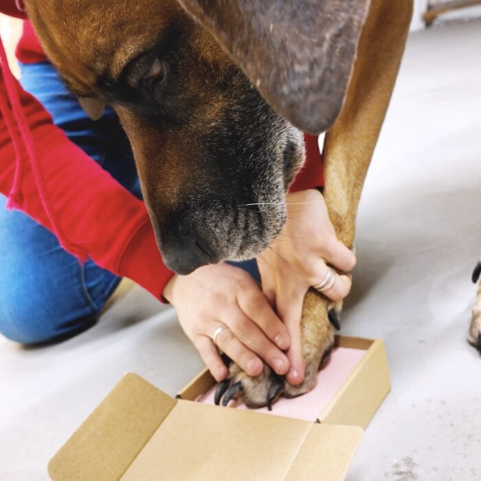 Abdruckschaum für Tiere 11,4x11,4x3,5cm – Bild 2